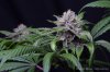 cannabis-oregonblues4-d32-5528.jpg