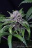 cannabis-oregonblues4-d32-5529.jpg
