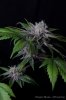 cannabis-oregonblues4-d32-5530.jpg