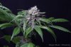 cannabis-oregonblues4-d32-5532.jpg