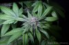 cannabis-oregonblues4-d32-5534.jpg