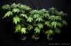 cannabis-oregonblues234-d32-5483.jpg