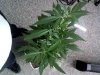 IMG102.jpg
