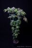 cannabis-oregonblues2-d51-6001.jpg