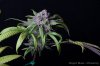 cannabis-oregonblues2-d51-6005.jpg