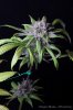 cannabis-oregonblues2-d51-6006.jpg