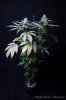 cannabis-oregonblues3-d51-6011.jpg