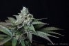 cannabis-oregonblues3-d51-6012.jpg
