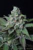 cannabis-oregonblues3-d51-6013.jpg