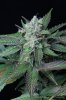 cannabis-oregonblues3-d51-6015.jpg