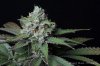 cannabis-oregonblues3-d51-6019.jpg