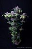 cannabis-oregonblues4-d51-6034.jpg