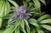cannabis-oregonblues4-d51-6025.jpg