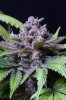 cannabis-oregonblues4-d51-6026.jpg