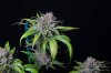 cannabis-oregonblues4-d51-6031.jpg