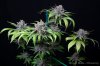 cannabis-oregonblues4-d51-6033.jpg