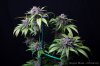 cannabis-oregonblues4-d51-6036.jpg