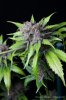 cannabis-oregonblues4-d51-6039.jpg