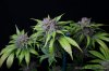 cannabis-oregonblues4-d51-6040.jpg