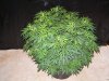 jtr bush.jpg
