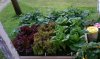 BOX OF VEGGIES 1.jpg