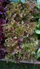 BABY LEAF LETTUCE.jpg