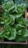 ROMAINE LETTUCE.jpg