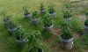 A MIX OF PEPPERS.jpg
