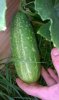PICKLE CUCUMBER.jpg