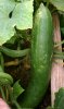 REG CUCUMBERS.jpg