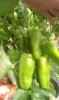 COSTA PEPPER.jpg