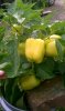 FLAVOR BURST BELL PEPPER.jpg