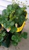 HOMEMADE PLANTER WITH STRAWBERRYS.jpg