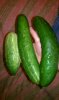 3 CUCUMBERS.jpg