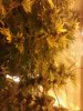 Image09202012180125.jpg