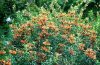 Lion's Tail.jpg