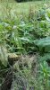 Emerald Jack Stealth Hortizntal.jpg