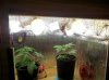 grow 4.jpg grow 4.jpg