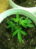BC Kush.jpg