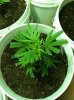 Blueberry-2.jpg