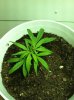 Blue Dream-2.jpg