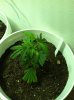 Sweet Kush-2.jpg