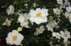 Jap Anemonies 001.jpg