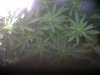 plant1.jpg