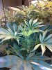 budsstarting3.jpg
