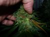 Bud Rot!!! (2).jpg