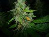 Bud Rot!!! (1).jpg