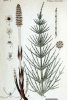 horse tail grass botanical.jpg
