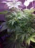 IMG_20120916_035635.jpg