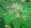 close_up_5.jpg